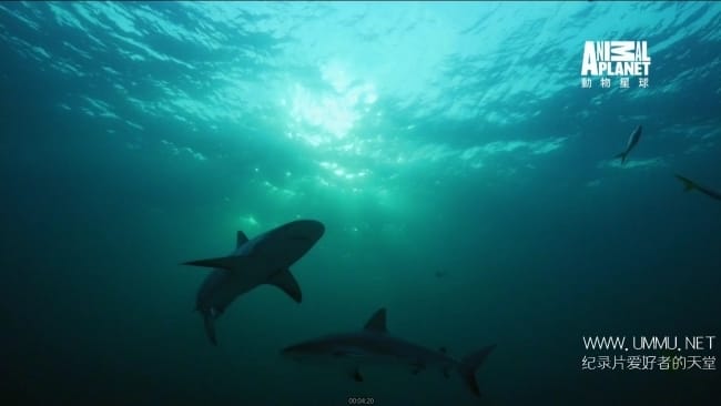 蓝色巴哈马:珊瑚礁 Bahama Blue:Coral插图1 蓝色巴哈马:珊瑚礁 Bahama Blue:Coral