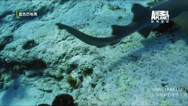 蓝色巴哈马:珊瑚礁 Bahama Blue:Coral插图4 蓝色巴哈马:珊瑚礁 Bahama Blue:Coral