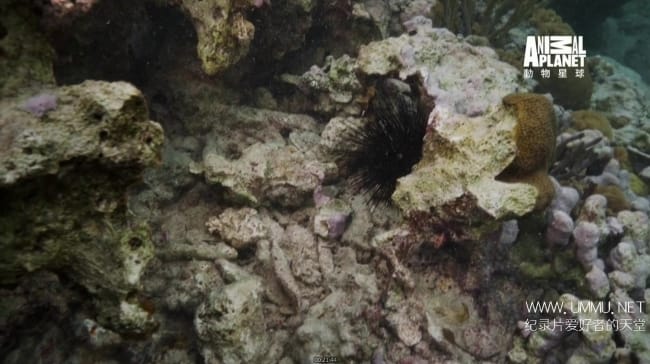 蓝色巴哈马:珊瑚礁 Bahama Blue:Coral插图6 蓝色巴哈马:珊瑚礁 Bahama Blue:Coral