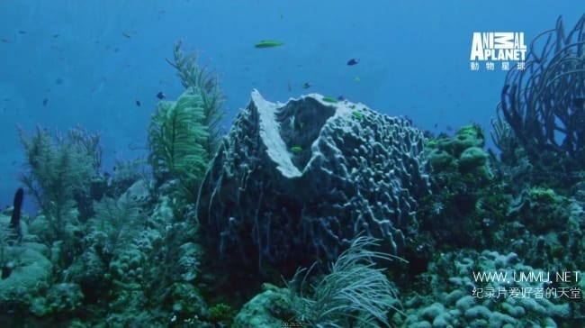 蓝色巴哈马:珊瑚礁 Bahama Blue:Coral插图7 蓝色巴哈马:珊瑚礁 Bahama Blue:Coral