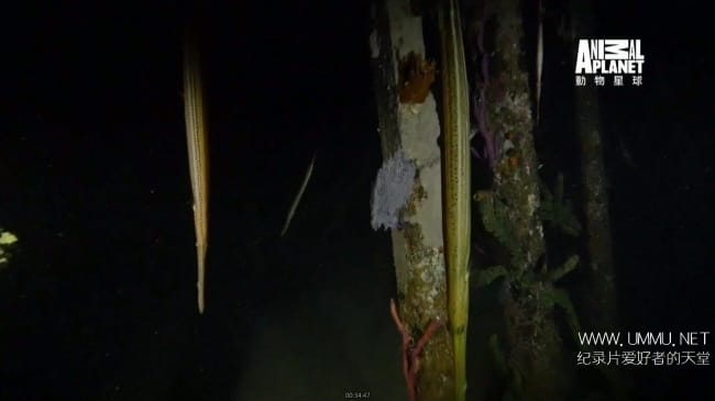 蓝色巴哈马:珊瑚礁 Bahama Blue:Coral插图8 蓝色巴哈马:珊瑚礁 Bahama Blue:Coral