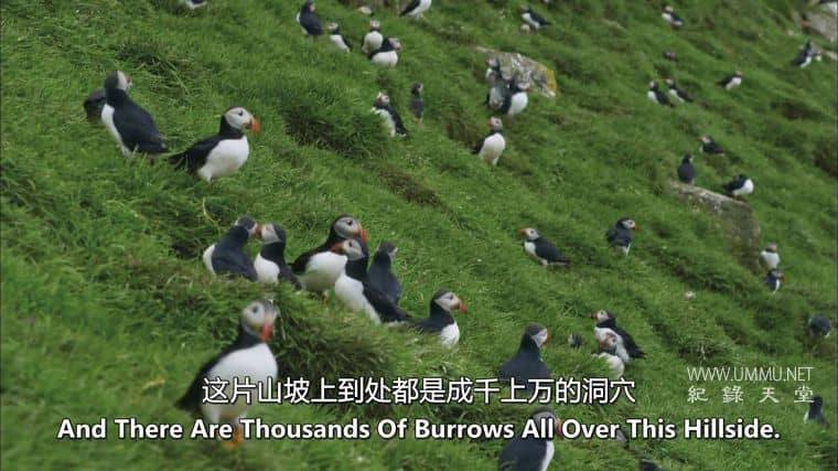 动物家园 Animal Homes插图4 动物家园 Animal Homes