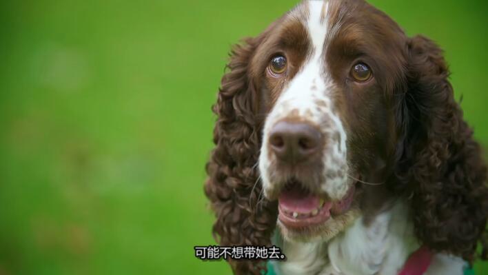狗狗之家 第3季 The Dog House插图3 狗狗之家 第3季 The Dog House