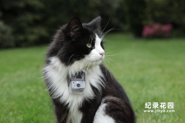 BBC宠物纪录片《猫的秘密生活 The Secret Life of the Cat》全1集中字 纪录片资源百度云盘下载 720P/MP4/862M