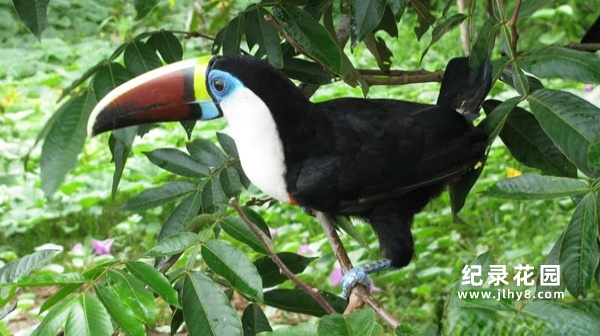 国家地理自然生态纪录片《野性亚马逊 Wild Amazon》全2集 720P/1080i高清纪录片百度云