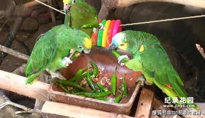 趣味动物行为纪录片《TV动物农场 短视频版》第9季中字 1080高清纪录片解说素材百度云盘下载