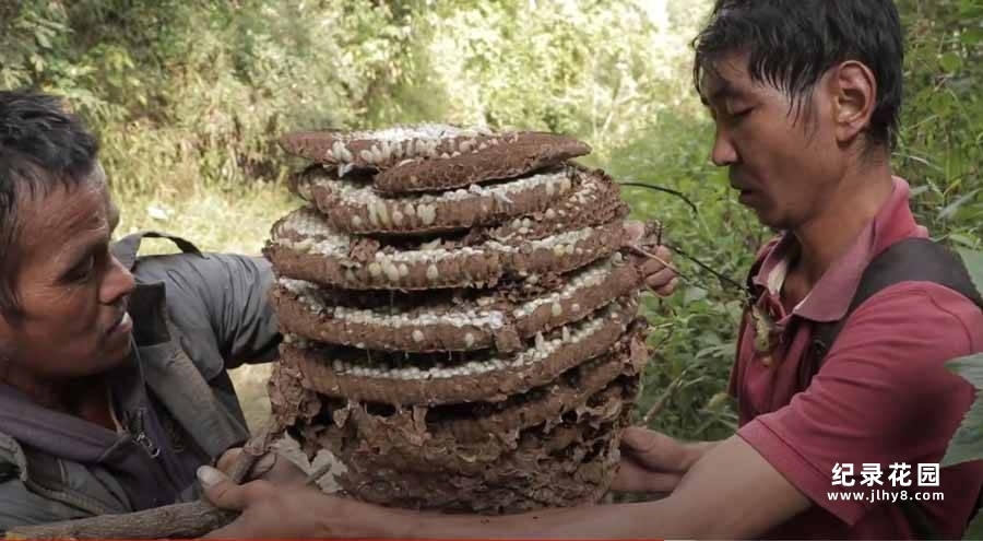 捅马蜂窝纪录片《马蜂猎人》第1季原版无字 1080P高清自媒体解说素材百度云盘下载