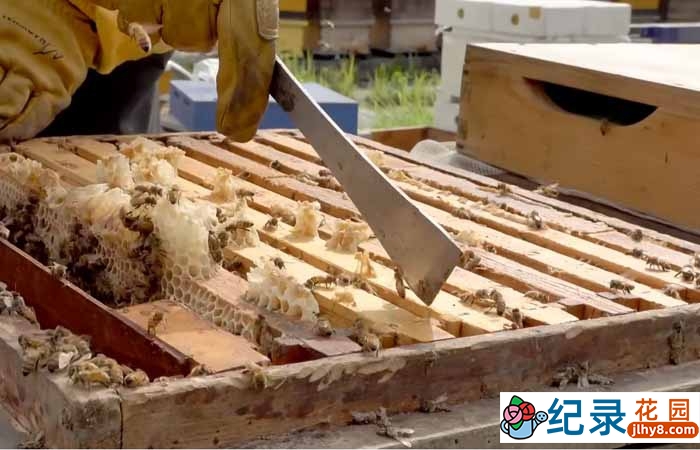 韩国版造物小百科纪录片《如何创造他们》第5季原版无字 1080P高清自媒体解说素材百度云盘下载