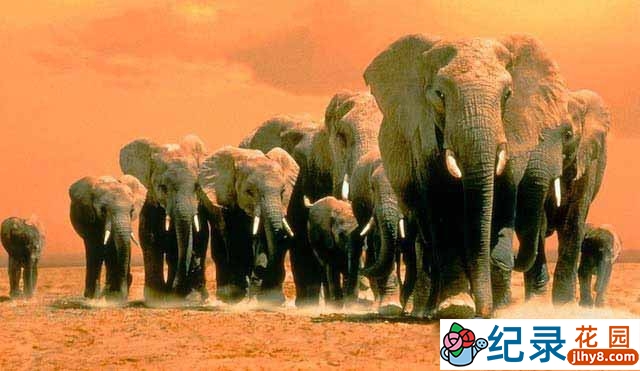 央视动物保护纪录片《二十一世纪的大象 21st Century Elephant》全1集 TS/蓝光高清纪录片资源百度云盘下载