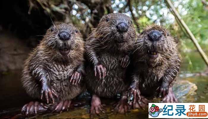 IMAX野生动物纪录片《海狸一家 Beavers》全1集中字 TS/蓝光高清纪录片资源百度云盘下载