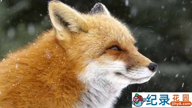 PBS野生动物纪录片《赤狐的故事》全1集中字 TS/蓝光高清纪录片资源百度云盘下载