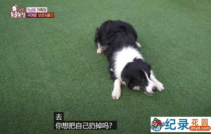 趣味动物行为纪录片《TV动物农场 短视频版》第3季中字 1080高清纪录片解说素材百度云盘下载