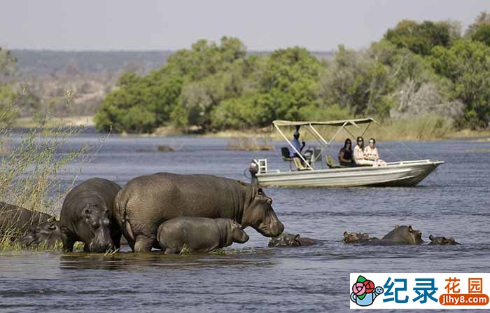 国家地理野生动物纪录片《猎人猎物 致命三角洲 Danger In The Delta》全1集中字 720P/1080i高清纪录片资源百度云盘下载