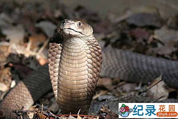 国家地理野生动物纪录片《猎人猎物 致命蛇吻 Ambushed》全1集中字 720P/1080i高清纪录片资源百度云盘下载