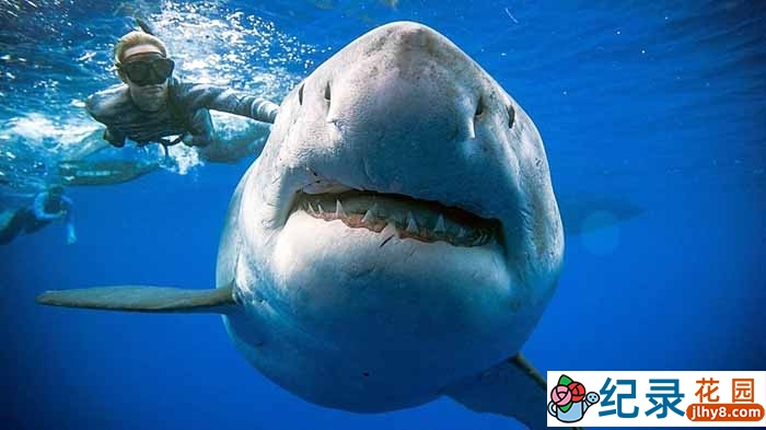 国家地理野生动物纪录片《猎人猎物 鲨鱼攻击 Stalked By Sharks》全1集中字 720P/1080i高清纪录片资源百度云盘下载