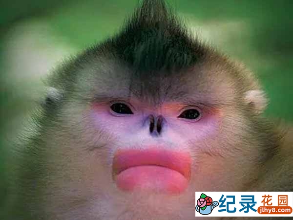 濒危野生动物纪录片《香格里拉金丝猴 Mystery Monkeys of Shangri-La》全1集中字 720P/1080i高清纪录片资源百度云盘下载