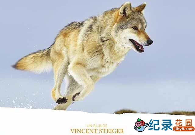 央视野生动物与人类纪录片《狼之旅 A Wolf’s Journey》全1集 TS/蓝光高清纪录片资源百度云盘下载 永久会员专享资源