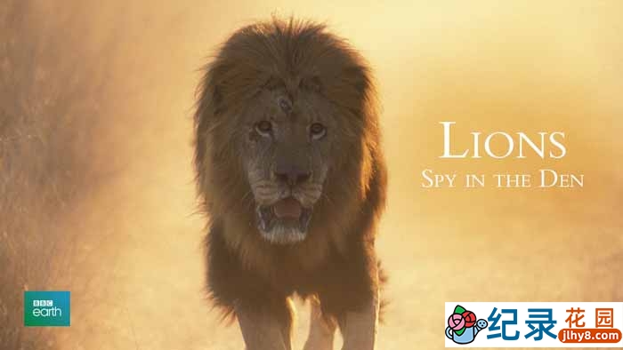 BBC动物间谍纪录片《狮：兽穴中的窥探 Lions: Spy In The Den》全1集 标清纪录片资源百度云盘下载