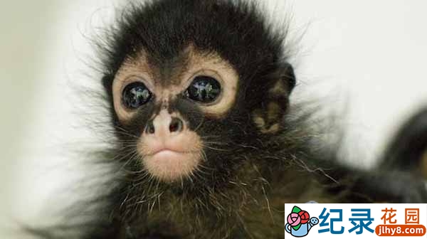 BBC动物保护纪录片《丛林动物医院 Jungle Animal Hospital》全2集 720P/1080i高清纪录片资源百度云盘下载