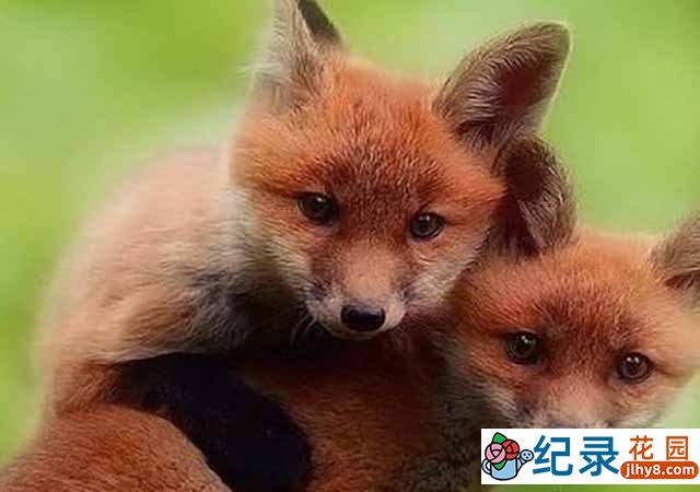 BBC动物纪录片《超萌动物 Super Cute Animals》全1集 720P/1080i纪录片资源百度云盘下载