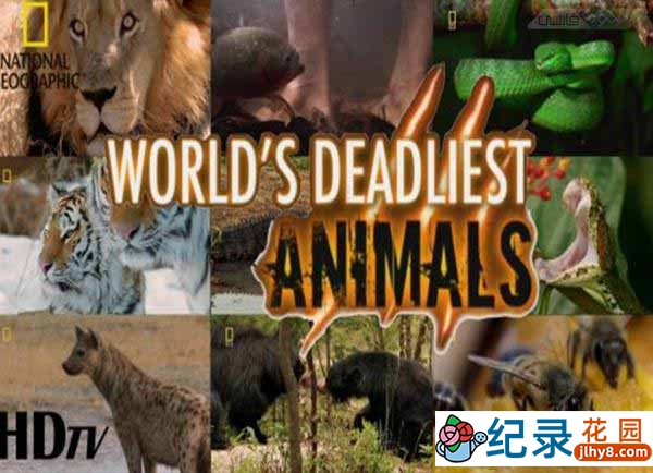 国家地理野生动物纪录片《世界致命动物 Worlds Deadliest Animals》全8集 720P/1080i高清纪录片资源百度云盘下载