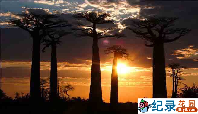 野生动物纪录片《非洲野生大地 Wildest Africa》全13集 720P/1080i高清纪录片资源百度云盘下载