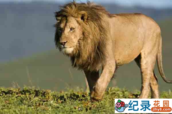 野生动物纪录片《非洲野生大地 Wildest Africa》全13集 720P/1080i高清纪录片资源百度云盘下载