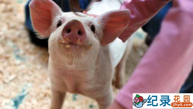 BBC动物趣闻纪录片《天才动物 小动物大智慧 Super Smart Animals》全2集 标清纪录片资源百度云盘下载