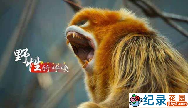 野生动物纪录片《野性的呼唤》全5集 720P/1080i高清纪录片百度云下载