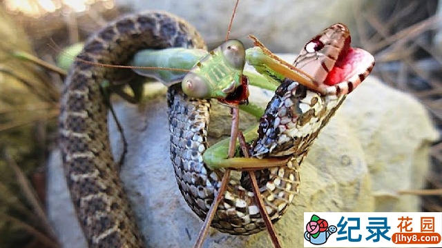 野生动物行为研究纪录片《疯狂杀戮现场》第3季原版无字 1080P高清自媒体解说素材百度云盘下载