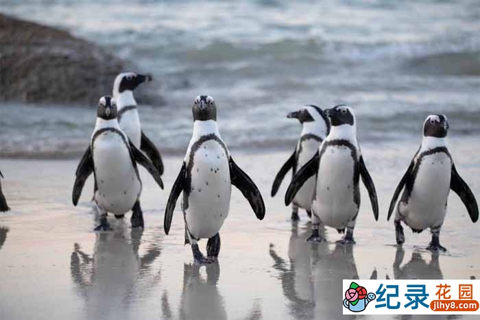 国家地理野生动物纪录片《企鹅成长记 Penguin Death Zone》全1集中字 720P纪录片资源百度云盘下载