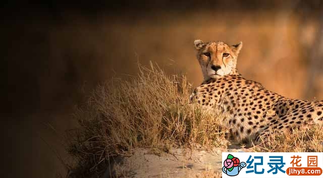 央视野生动物纪录片《猎豹极速追击 Cheetah:Price of Speed》全1集 TS/蓝光高清纪录片资源百度云盘下载