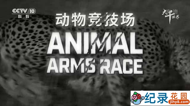 央视捕猎大杀器纪录片《动物竞技场 Animal Arms Race》全3集 TS/蓝光高清纪录片资源百度云盘下载