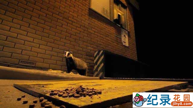 央视动物行为研究纪录片《自然界里的超级大盗 Natures Boldest Thieves》全1集 TS/蓝光高清纪录片资源百度云盘下载