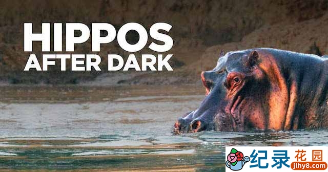 央视野生动物纪录片《夜幕下的河马 Hippos After Dark》全1集 TS/蓝光高清纪录片资源百度云盘下载
