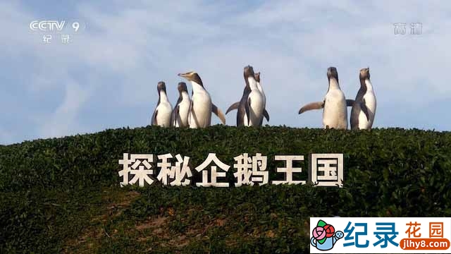 国家地理野生动物纪录片《探秘企鹅王国 Penguin Central》全1集中字 TS/蓝光高清纪录片资源百度云盘下载