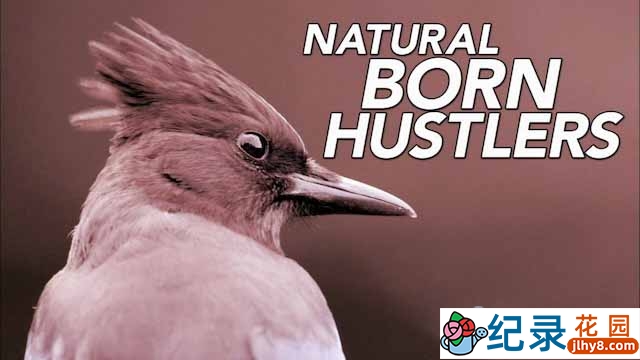 PBS动物行为研究纪录片《动物骗徒 Natural Born Hustlers》全3集中字 TS/蓝光高清纪录片资源百度云盘下载