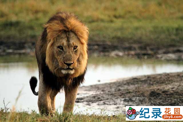 BBC野生动物纪录片《大型杀手归来 Return of the Giant Killers》全1集中字 TS/蓝光高清纪录片资源百度云盘下载