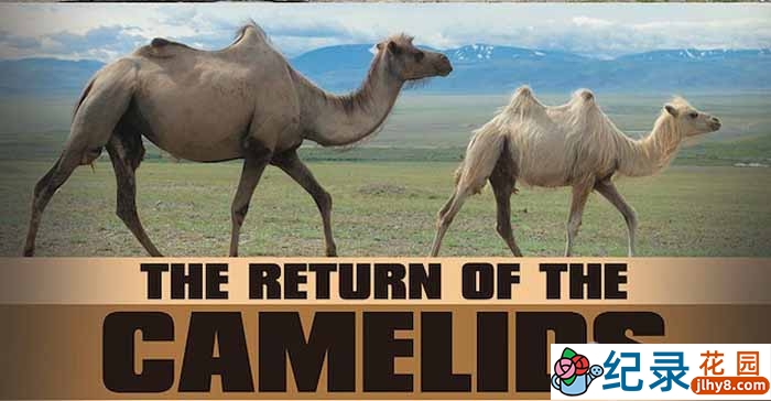 法国野生动物纪录片《骆驼一族的回归 The Return Of The Camelids》全3集中字 TS/蓝光高清纪录片资源百度云盘下载