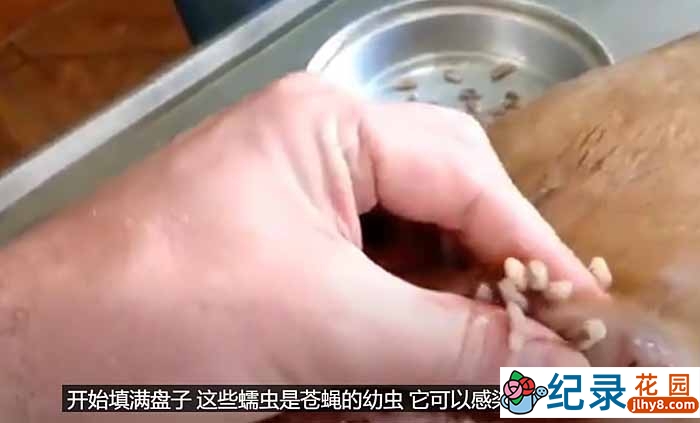 动物研究纪录片《动物迷惑行为》第1季中字 1080高清纪录片解说素材百度云盘下载