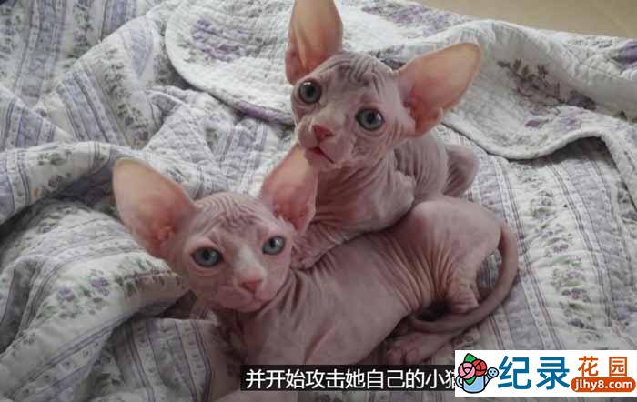 SBS韩国动物保护纪录片《拯救动物》第8季180集中字 720P/1080i高清纪录片资源百度云盘下载