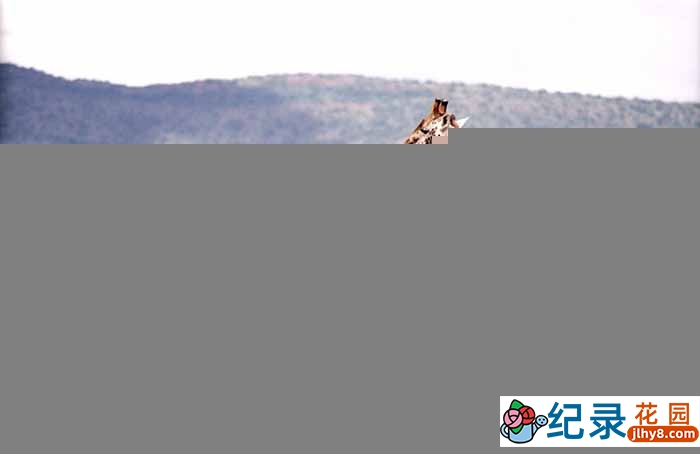 央视野生动物纪录片《最后的长颈鹿》全1集中字 TS/蓝光高清纪录片资源百度云盘下载