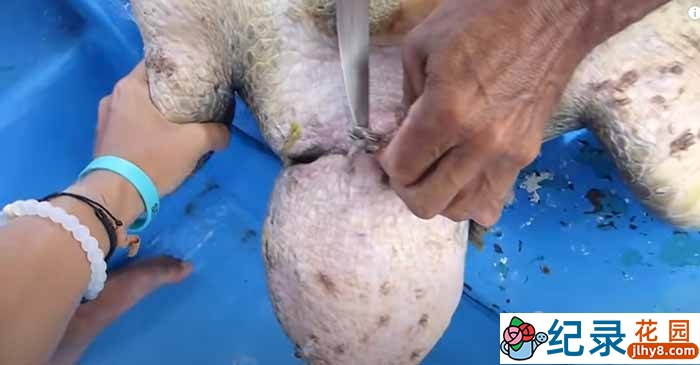 动物保护纪录片《拯救海龟 去除勒住脖子的绳索》全1集 720P/1080i高清纪录片资源百度云盘下载