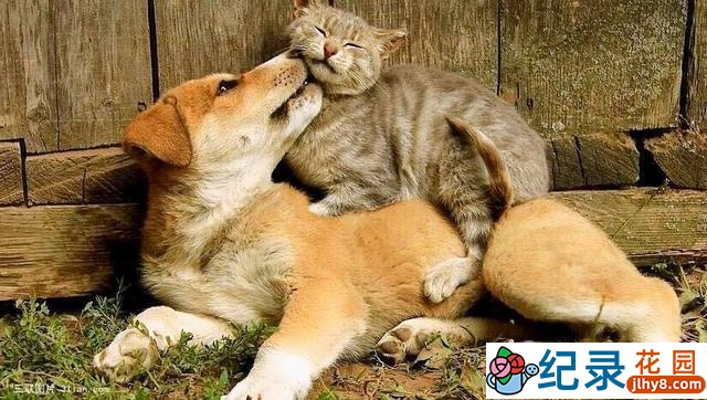 BBC动物驯化史纪录片《人类是如何驯服猫和狗的 How We Tamed the Cat and Dog》全2集原版 720P/1080i高清纪录片资源百度云盘下载