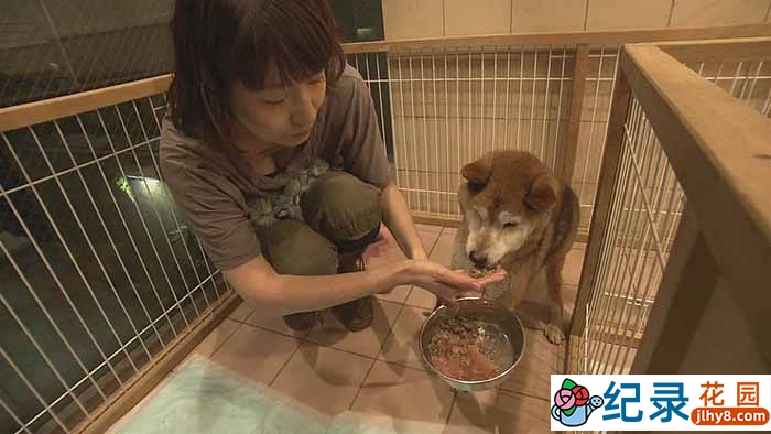 NHK动物保护纪录片《大城市里动物的庇护所》全1集中字 720P/1080i高清纪录片资源百度云盘下载