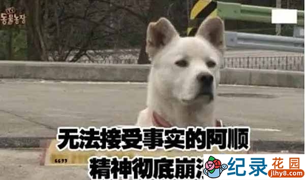 SBS韩国版走近科学纪录片《天啊,这到底是什么动物》合198集中字 720P/1080i高清纪录片资源百度云盘下载