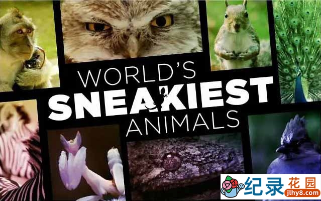 BBC野生动物纪录片《世界上最狡猾的动物 World’s Sneakiest Animals》全3集中字 720P/1080i高清纪录片资源百度云盘下载