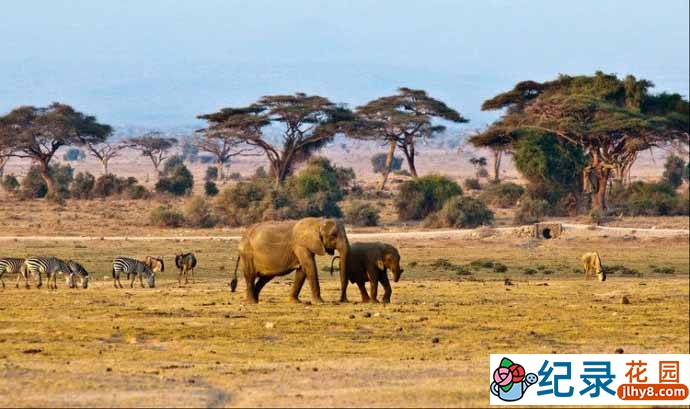 央视自然生态纪录片《非洲野生动物传奇 》全1集 TS/蓝光高清纪录片资源百度云盘下载