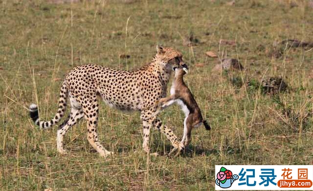 央视野生动物纪录片《动物猎杀真相》全1集 标清纪录片资源百度云盘下载