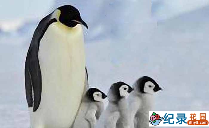 CCTV野生动物纪录片《生生不息》全5集 720P/1080i高清纪录片资源百度云盘下载